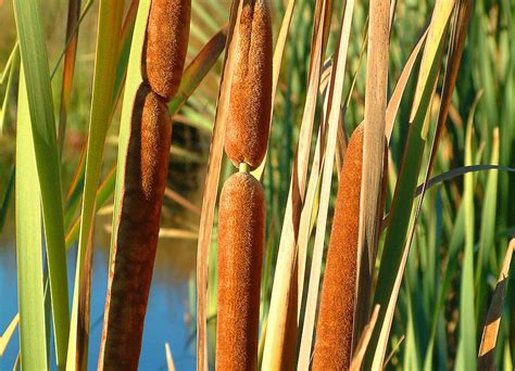 cumbungi dams  dementia tasmanian life