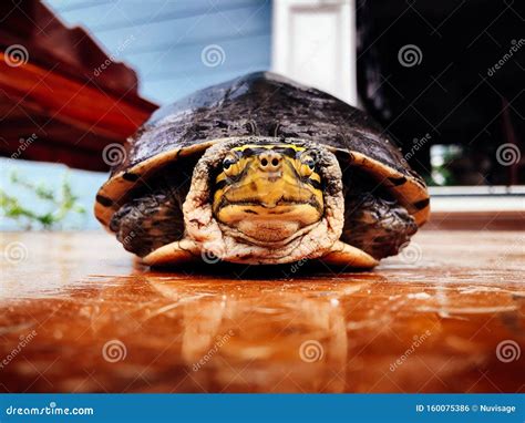 Scared Asian Turtle Keeps Head In Shell With Reflection On Wood Floor