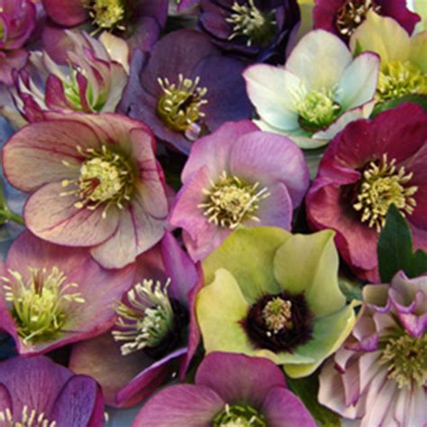 Helleborus Brandywine Horsford Gardens And Nursery