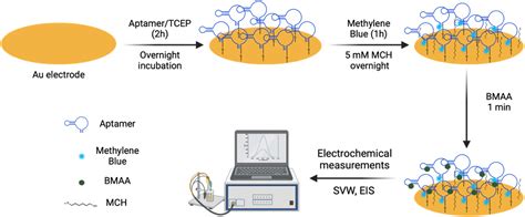 Selection Characterization And Biosensing Applications Of Dna