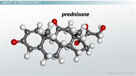 Prednisone Mechanism of Action - Video & Lesson Transcript | Study.com