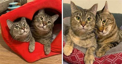 Wobbles Couldnt Stop Their Love Aggie And Arthurs Heartwarming Quest For Forever Home We