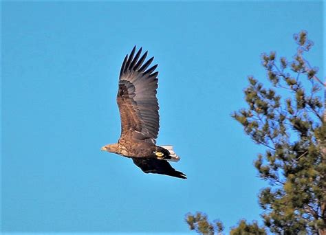 Sea Eagles At Loch Lomond For First Time In 100 Years Friends Of