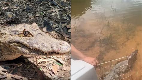 Jacaré capturado após comer galinhas de sítio é solto em área de