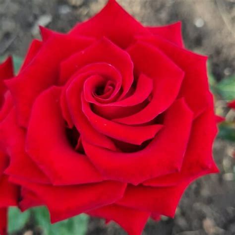 Купить розу Секси Ред (Sexy Red) почтой