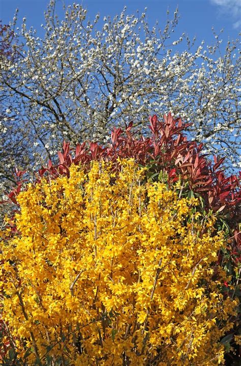 Bright Yellow Bloom Of A Forsythia In A Hedge With A Photinia Stock
