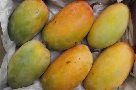 Alphonso Mangoes | The Veg Factor Ltd