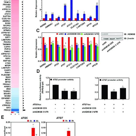 Kdm B Regulates The Transcription Of Autophagy Related Genes A The