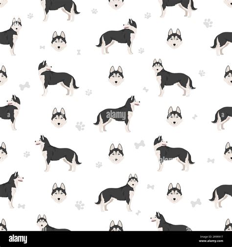 Siberian Husky seamless pattern. All coat colors set. All dog breeds ...