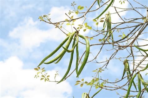 Árbol De Trompeta Rosado Araguaney Foto gratis en Pixabay Pixabay