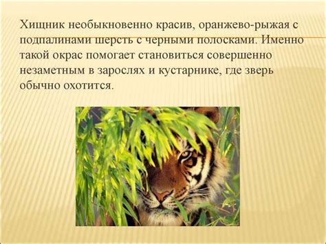 Амурский тигр - презентация онлайн