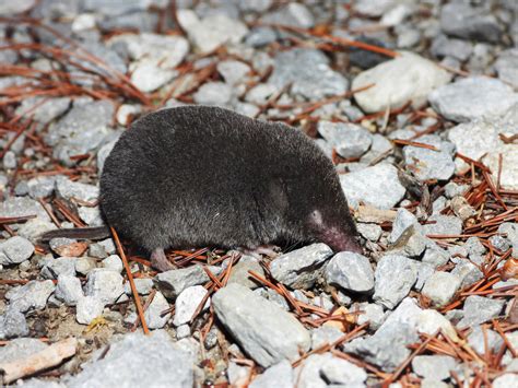 Northern Short Tailed Shrew Casa Tortuga · Inaturalist