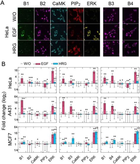 Rabbit Anti Perbb3 Igg Cell Signaling Technology Inc Bioz