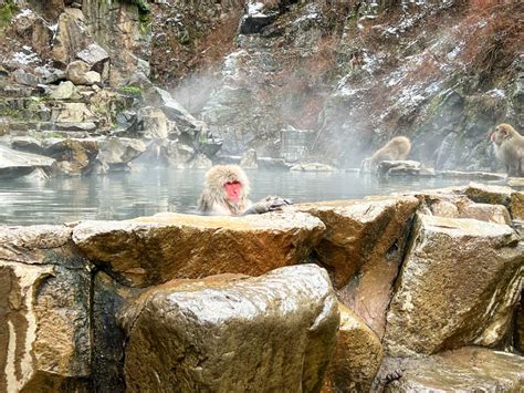 Day Trip To Jigokudani Snow Monkey Park From Tokyo