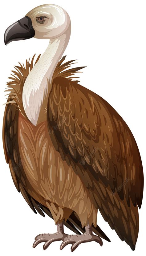 Vultures Clip Art Library