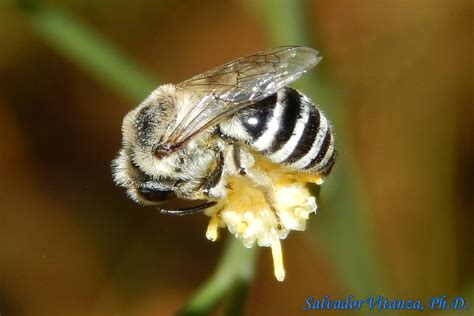 Hymenoptera-Colletidae-Colletes-Cellophane bees (B) - Urban Programs ...