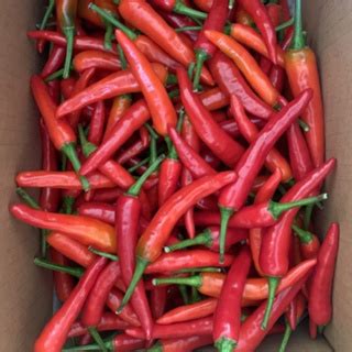 朝天椒cabaicabe hijau 1台斤600g辣椒 Hot Pepper 蝦皮購物
