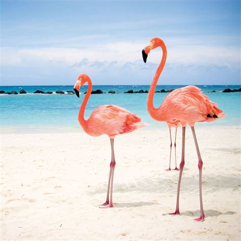 Only Retina Iphone 5 New Ipad Flamant Rose Flamingo Pictures