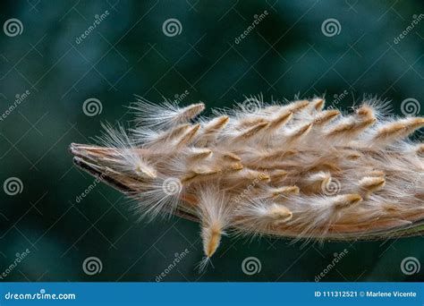 Oleander seeds stock image. Image of garden, bush, mediterranean ...