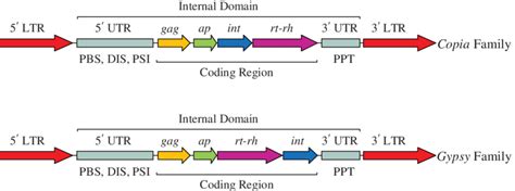 Schematic Structure Differences Between Long Terminal Repeat Ltr