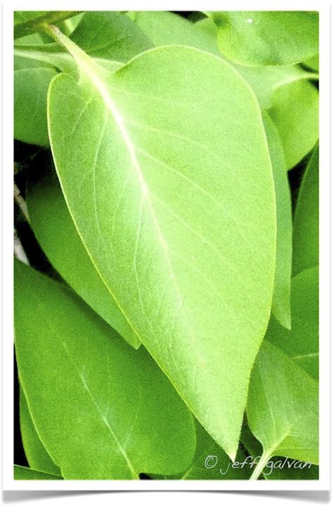 Common Lilac Tree, Leaf | Boulder Tree Care - Pruning & Tree Removal ...