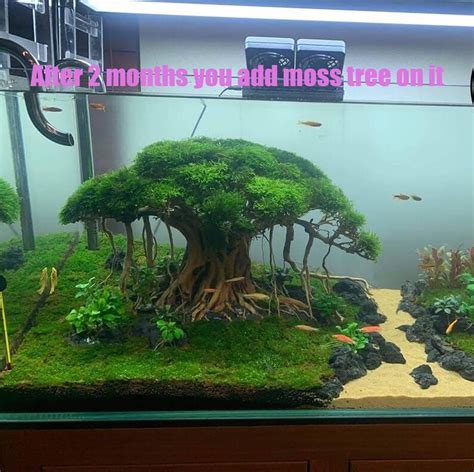 Aquarium Driftwood Bonsai Tree Aquascape Fish Tank Decoration Etsy