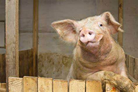 Veterinário de suínos Conheça o aparelho reprodutor do macho Cursos