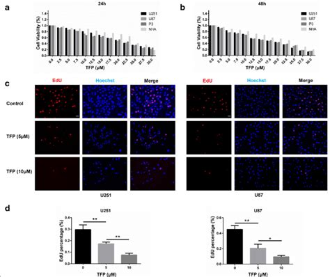 Tfp Inhibited Gbm Cell Growth In Vitro A And B Cell Viability Of U251