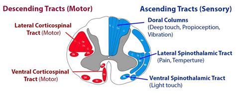 Central Cord Syndrome Definition Causes Symptoms Prognosis And Treatment