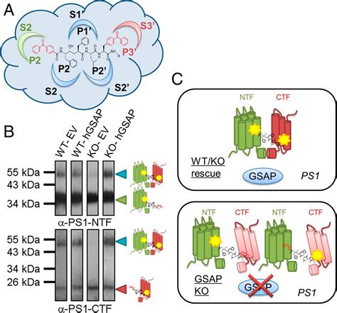 Gsap Modulates Secretase Specificity By Inducing Conformational