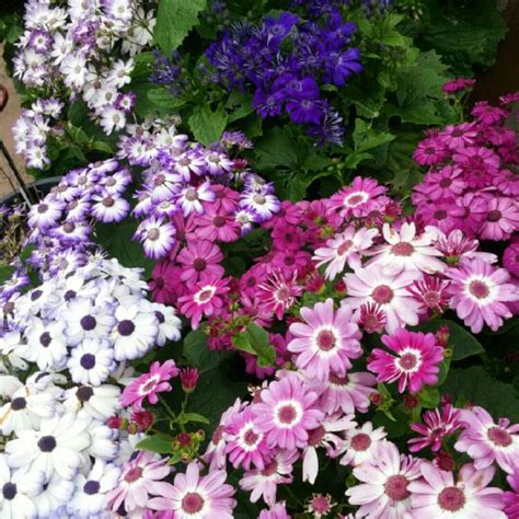 Pericallis X Hybrida Starships Florist S Cineraria Starships