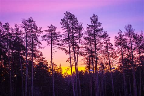 Free Images Landscape Tree Branch Plant Sun Sunrise Sunset