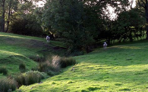 The Sheep Mirror Thornton Le Beans North Yorkshire July Flickr