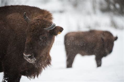 European Bison Zubr Stock Photo Image Of National 111353296