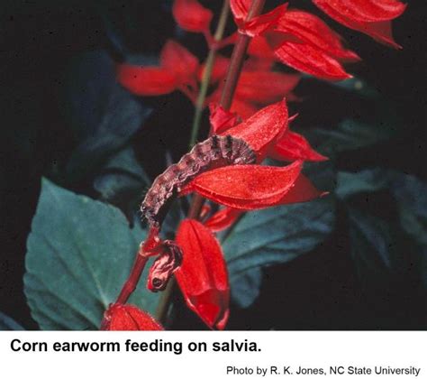 Corn Earworm On Ornamentals Nc State Extension Publications