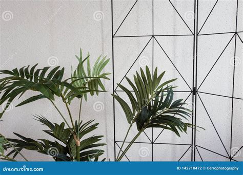 House Plants on White Modern Design, Close-up Background Stock Photo ...