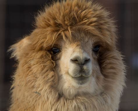 alpaca | Cute animals, Alpaca, Sweet animals