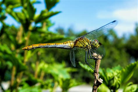 Free Images Nature Wing Wildlife Green Fauna Invertebrate