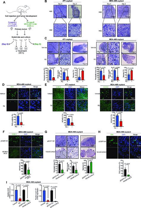 R2 Inhibits Growth Of Tnbc Explants A Schematic Method For Ex Vivo