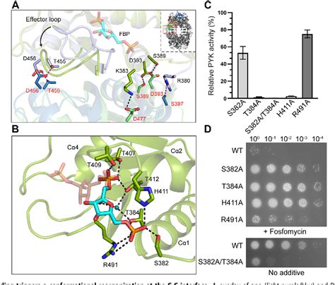 Figure From Functional And Structural Characterization Of