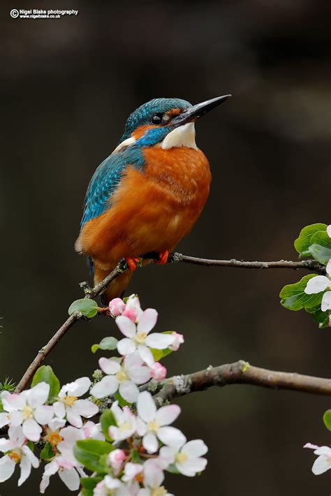 Common Kingfisher Alcedo Atthis Common Kingfisher Alced Flickr