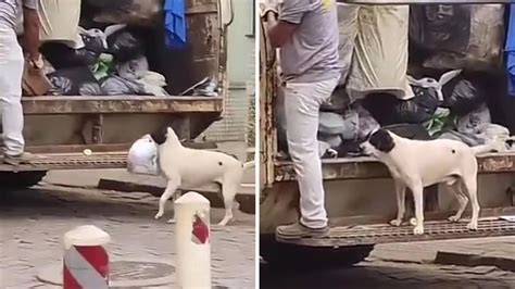 Increíble El Perro Que Ayuda A Recolectores De Basura Y Deja Las Bolsas En El Camión Infobae