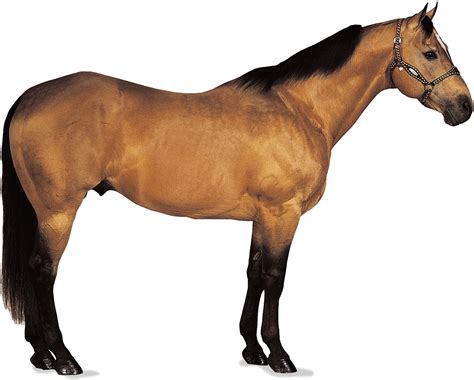American Quarter Horseorigin Characteristics And More 2020