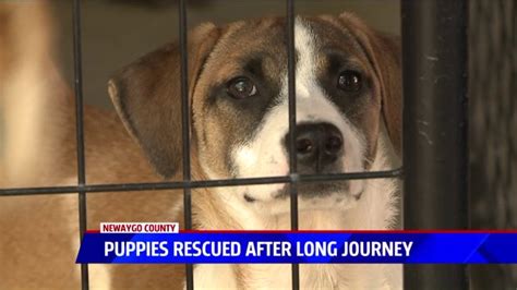 21 puppies make trek from Alabama to animal shelter in Newaygo