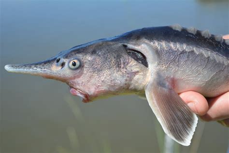 Sturgeon Fish Mouth