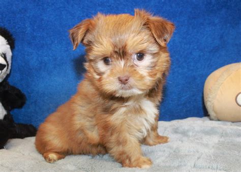 Shorkie Puppies For Sale - Long Island Puppies