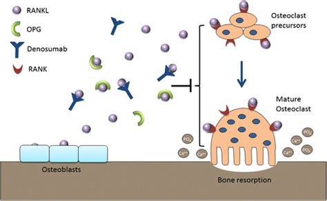 Regulation Of Osteoclast Mediated Bone Resorption RANKL Is Expressed