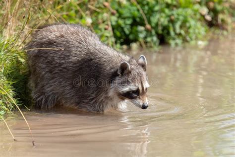 Swimming Raccoon stock photo. Image of tail, raccoon, hunting - 8994678