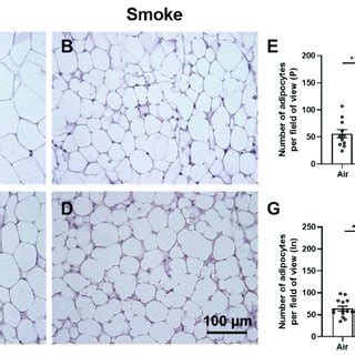 Histomorphological Changes In Adipose Tissue Para Ovary A B And