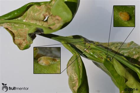 Asian Citrus Psyllids: Elusive, but Spreading - fruitmentor™